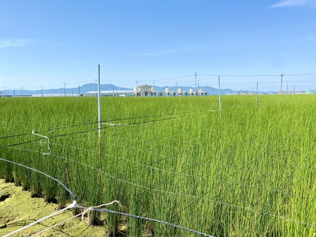 熊本県のいぐさ